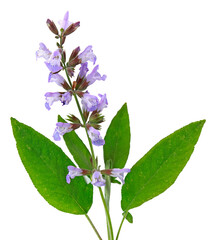 Feuilles et fleurs de Salvia officinalis