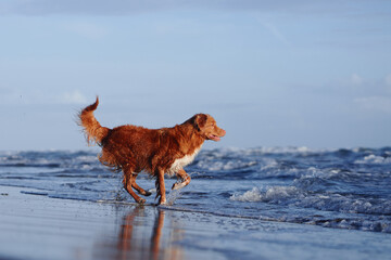 red dog on the beach. Nova Scotia duck tolling retriever runs on sand, water. Vacation with a pet