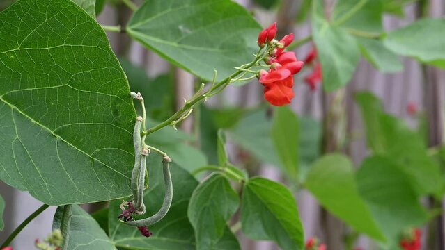 Runner bean plant with flowers and growing pods