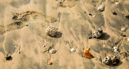 Beach shells and rocks