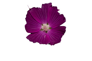 Blüte freigestellt lila