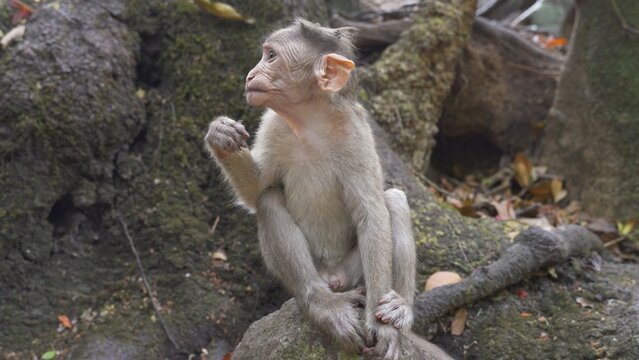 baby monkey sitting on a rock and looking to the side