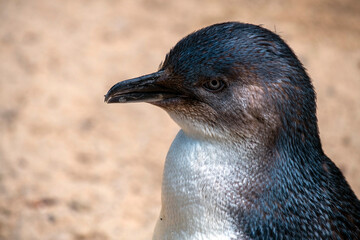 Little Blue Penguin ( Eudyptula minor)