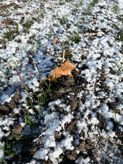 autumn leaves on the ground