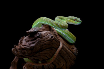 White-lipped tree viper, is a venomous pit viper species endemic to Southeast Asia.