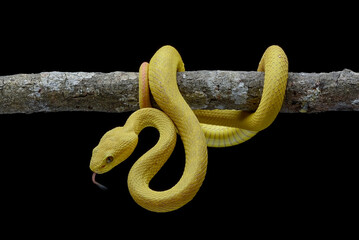 White-lipped tree viper, is a venomous pit viper species endemic to Southeast Asia.