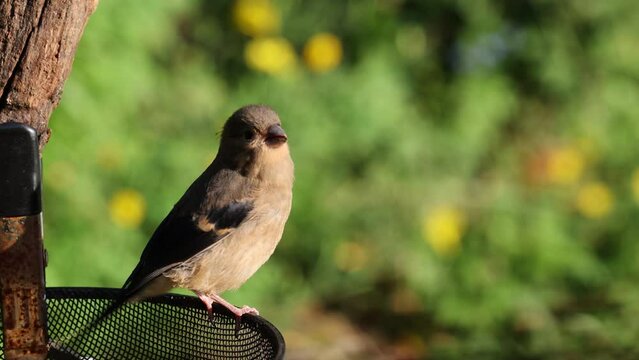 Juvenile bullfinch (pyrrhula pyrrhula) perched on the edge of a bird feeder tray in a garden in evening sunlight - Yorkshire, UK, June.
