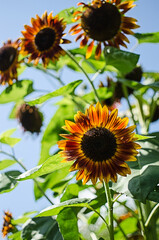 sunflowers grow outdoors in summer