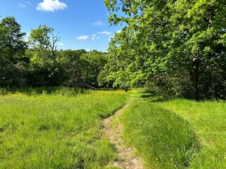 Fototapeta na wymiar View of a winding footpath, through long grass, past old trees, on a sunny day near, Thornton, Bradford, UK