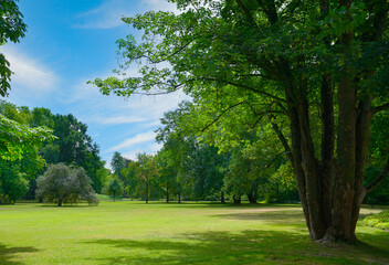 Fototapeta na wymiar Beautiful meadow with green grass in public park.