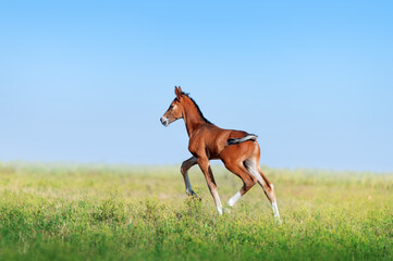 two days old foal. Baby horse trots  around the field on blue sky background 