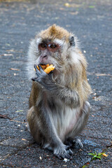 Wild monkey at Ganga Talao Temple, Grand Bassin, Black River Gorges, Mauritius