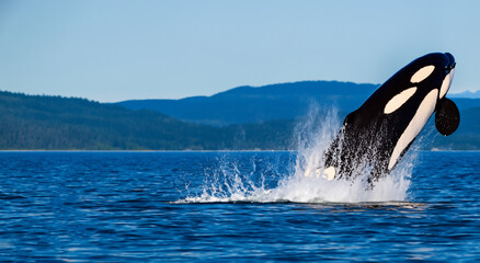 Fototapeta premium beautiful whale coming out of the sea in high definition by day