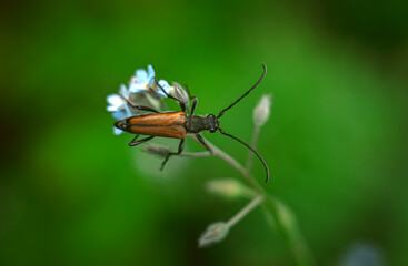 Macrophotography of a barbel beetle sitting on a flower in the forest.A beetle with a long mustache.