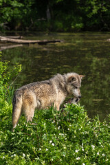Adult Grey Wolf (Canis lupus) Gets Licked by Pup Summer