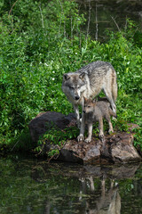 Grey Wolf (Canis lupus) and Pup Stand Side By Side on Rock Summer