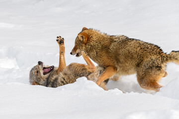 Coyote (Canis latrans) Rolls Packmate in Snow Winter