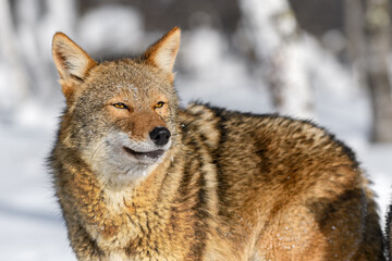 Obraz premium Coyote (Canis latrans) Looks Out Eyes Narrowed Winter