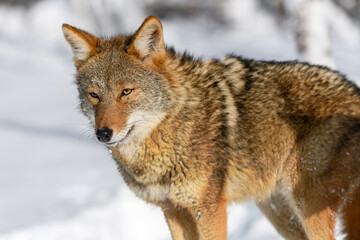 Naklejka na ściany i meble Coyote (Canis latrans) Looks Out Shadow of Second Winter