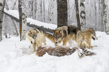 Three Grey Wolves (Canis lupus) Stand Behind Body of White-Tail Deer Winter