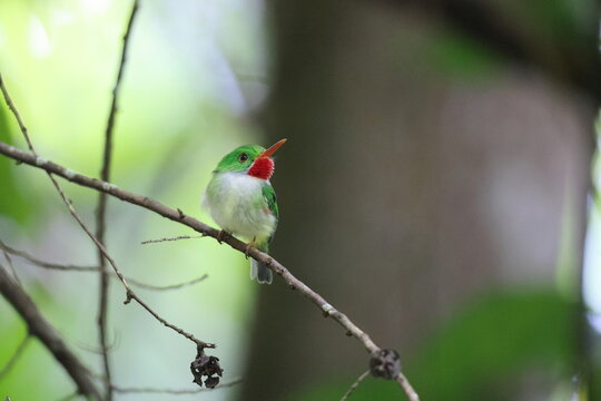 Jamaican tody (Todus todus), one of the smallest birds in the world