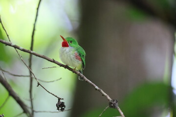 Jamaican tody (Todus todus), one of the smallest birds in the world