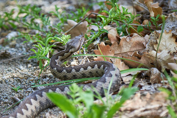 Nose-Horned Viper male in natural habitat (Vipera ammodytes)