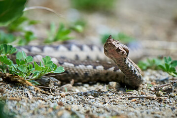 Nose-Horned Viper male in natural habitat (Vipera ammodytes)