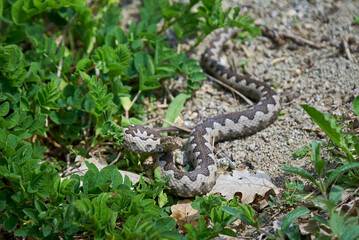 Nose-Horned Viper male in natural habitat (Vipera ammodytes)