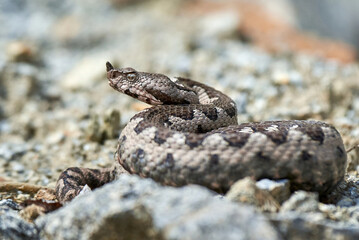 Nose-Horned Viper male in natural habitat (Vipera ammodytes)