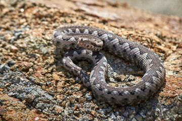 Nose-Horned Viper male in natural habitat (Vipera ammodytes)