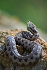 Nose-Horned Viper male in natural habitat (Vipera ammodytes)