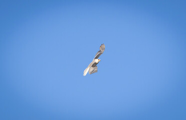 A flying White Tailed Kite flying above a park