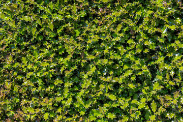 Selective focus of yong green leaves, Ilex aquifolium or occasionally Christmas holly is a species of flowering plant in the family Aquifoliaceae, Abstract nature pattern texture, Greenery background