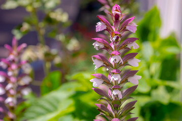 Selective focus of flower Acanthus spinosus in the garden with warm sunlight in afternoon, The spiny bear's breech is a species of flowering plant in the family Acanthaceae, Nature floral background. - obrazy, fototapety, plakaty