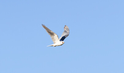 A flying White Tailed Kite flying above a park