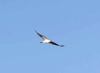 Obraz premium A flying White Tailed Kite flying above a park