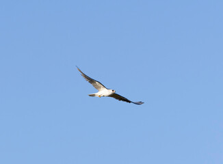 A flying White Tailed Kite flying above a park