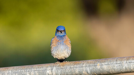 A Western Blue Bird sitting on a pipe fence