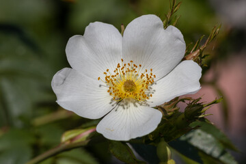 detail of rose hip flower on blur background