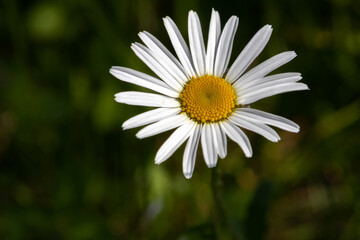 detail of daisies on a spring meadow