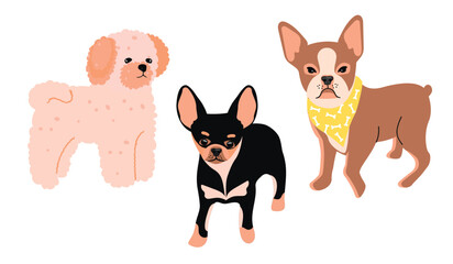 Dog breeds Chihuahua,French Bolonka and Boston Terrier. Set of  pets in color isolated on white.Full length front view.Cute animals print on fabric and paper.Vector flat style cartoon illustration.