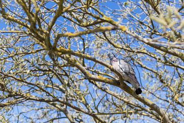 The common wood pigeon sits in tree between branches at the spring season in Denmark Europe
