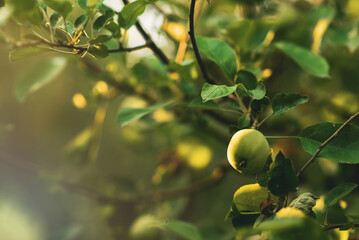 A branch with green apples in an orchard. Summer orchard with apples on a sunny day. Place for text