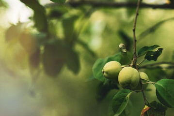 Fototapeta premium A branch with green apples in an orchard. Summer orchard with apples on a sunny day. Place for text