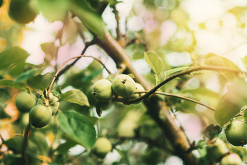 A branch with green apples in an orchard. Summer orchard with apples on a sunny day. Place for text