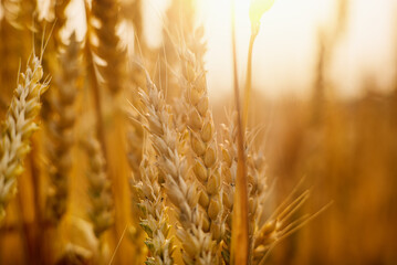 Golden ears of wheat in the field close-up. Wheat field at sunset. Mature wheat. Banner, desktop wallpapert