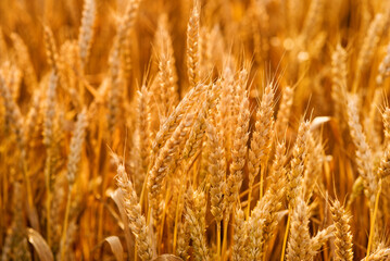 Golden ears of wheat in the field close-up. Wheat field at sunset