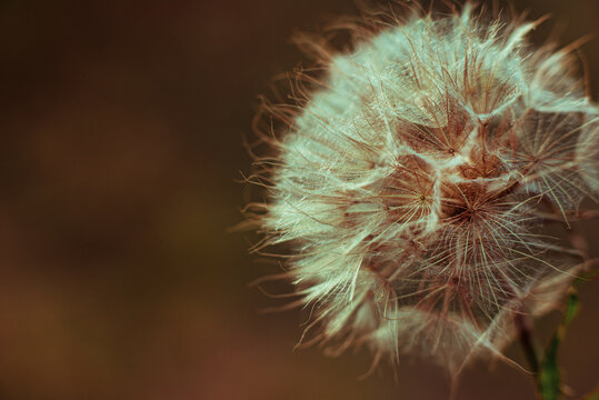 Macro image of a white fluffy dandelion flower. Incredible background in a fluffy dandelion flower at sunset close-up
