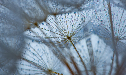 flower fluff, dandelion seeds with dew dop - beautiful macro photography with abstract bokeh background